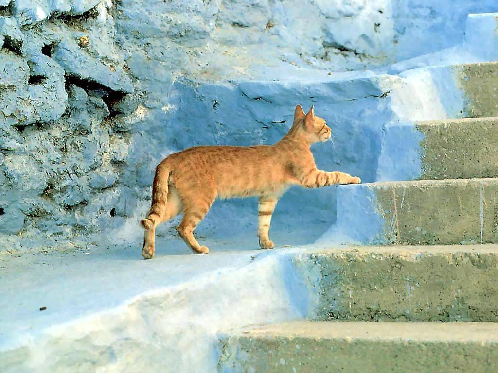 Gatti (262)